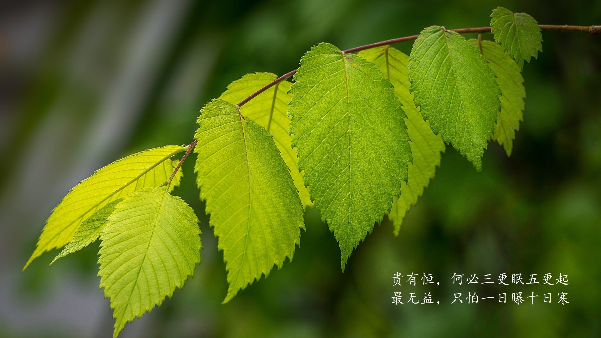 “足球文化艺术展在北京盛大开幕,丰富球迷文化生活”,足球文化创意秀