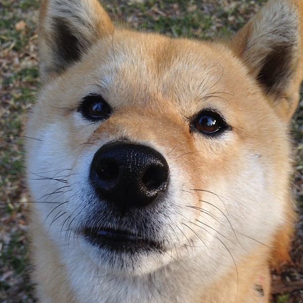 布鲁诺·卡博克洛成为NBA国际化象征，布鲁诺-卡波科洛