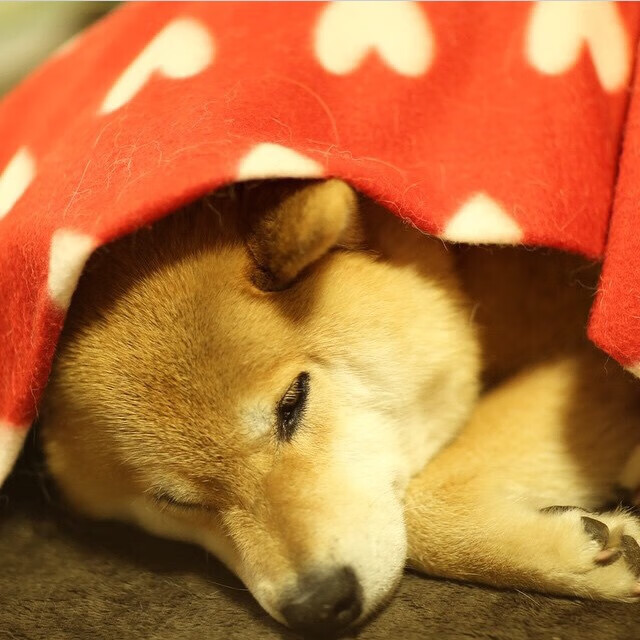 巴塞罗那夺得西甲冠军,哈维执教成果显著,巴塞罗那 哈维