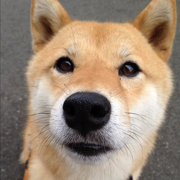 德国女子70公斤级柔道选手米里亚姆·布特克雷特获得银牌，法国柔道冠军泰德 里内