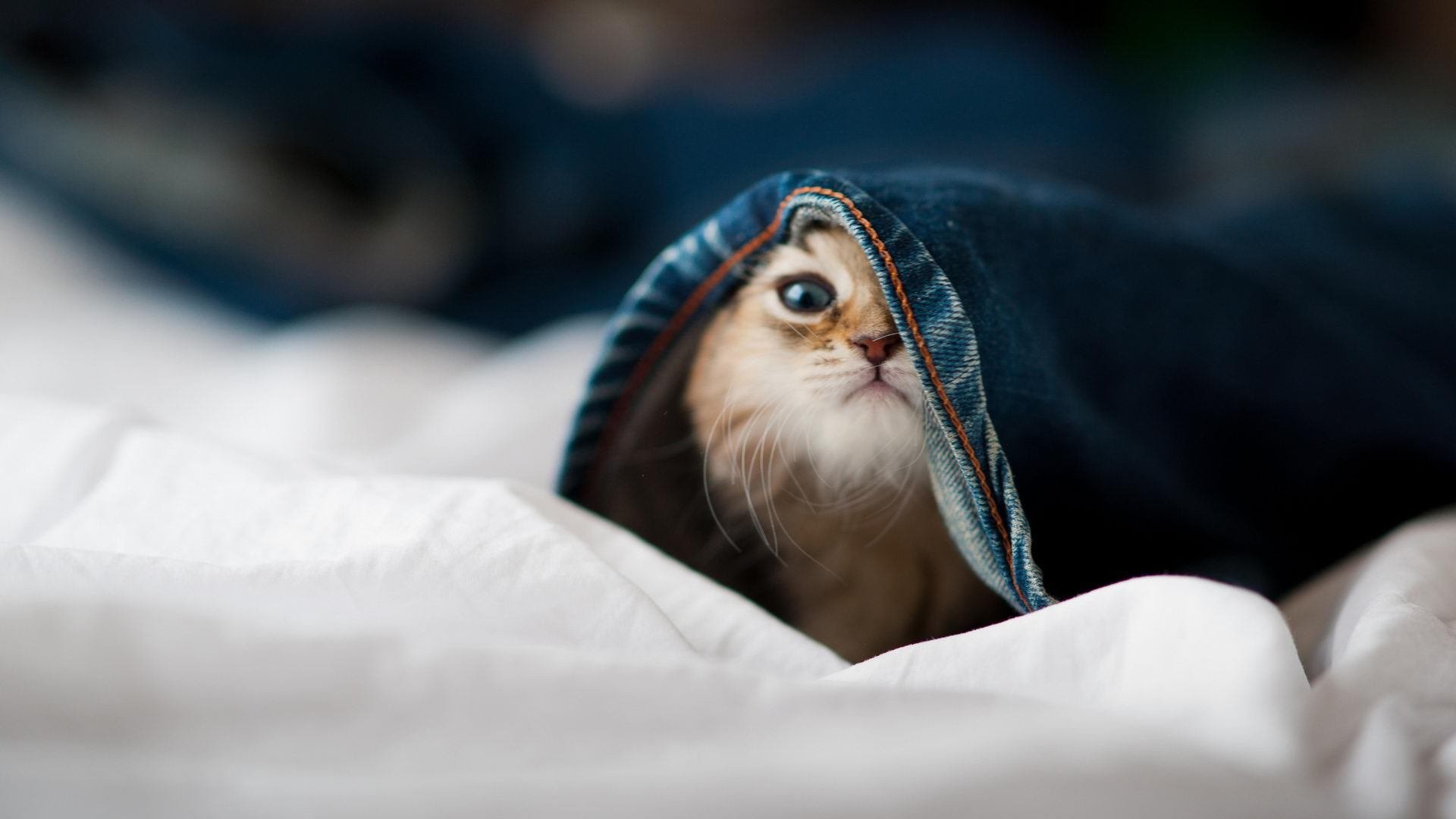 开云体育网站入口-_精彩瞬间：逆转、破纪录、经典回顾_，十大经典逆转赛事